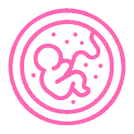 embryo